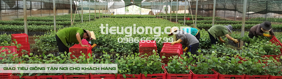 hồ tiêu vinh linh